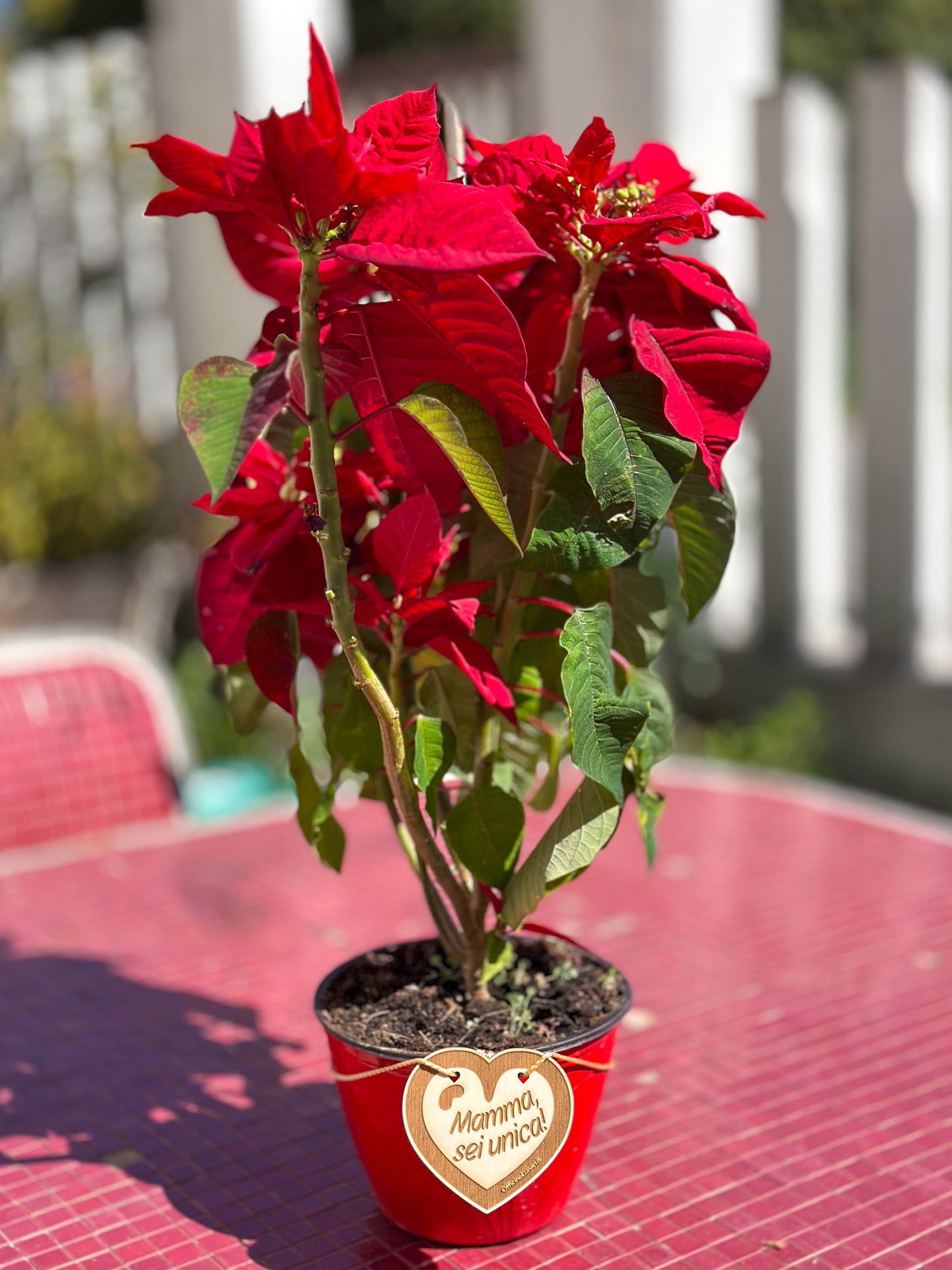 Targa per vaso "Mamma sei unica"