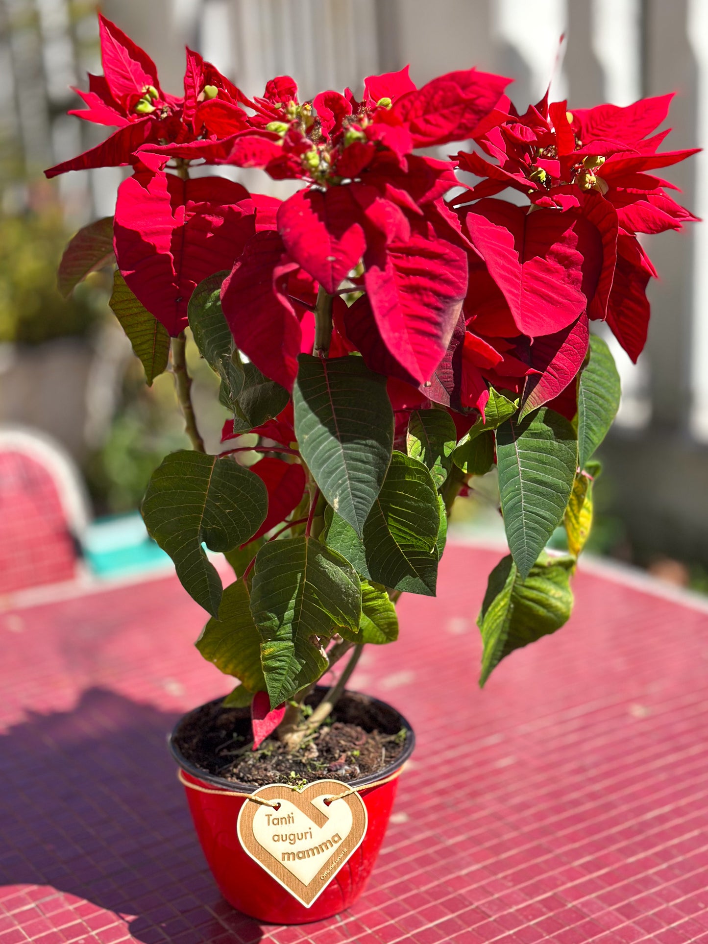 Targa per vaso "Tanti auguri mamma"